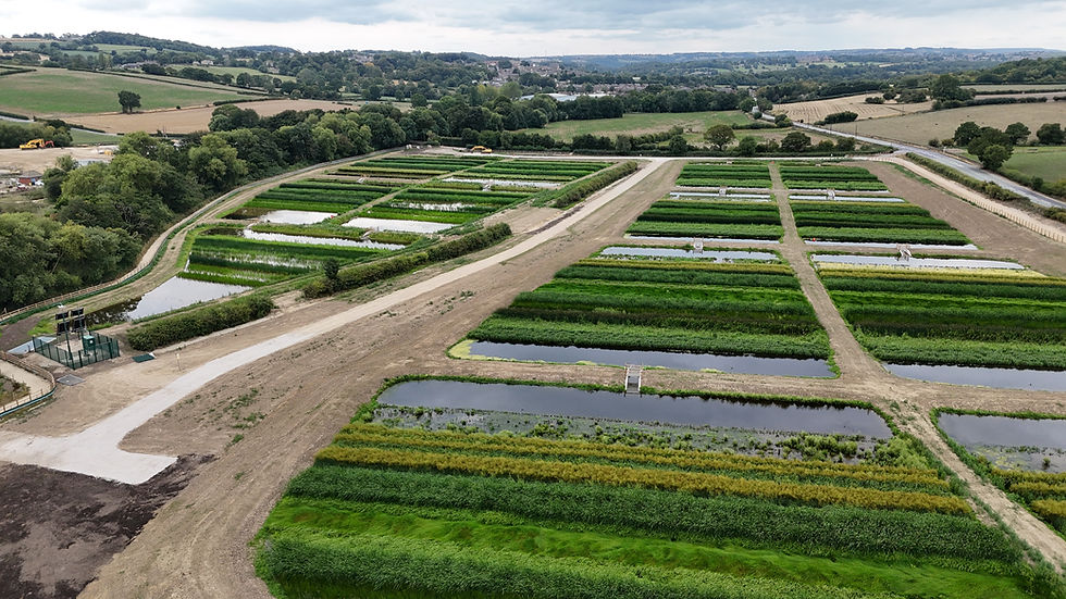 Aerial view of a wetland with grass and plants